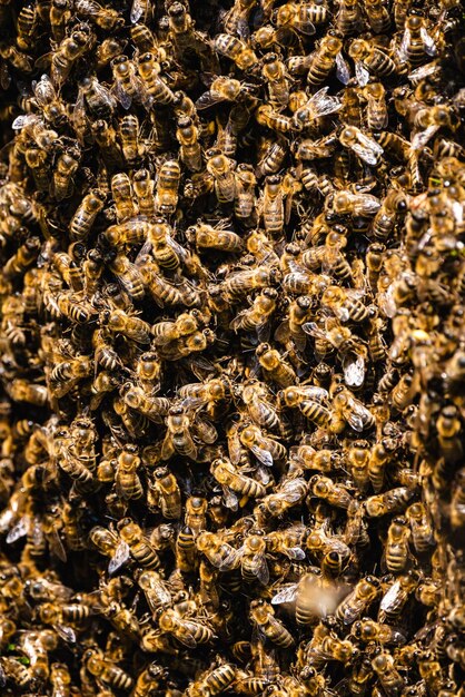 Primer plano de una abeja en la pared