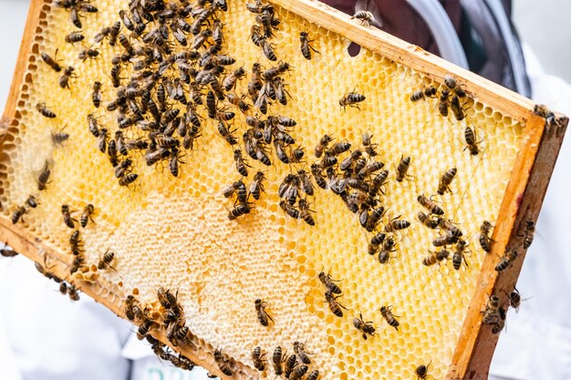 Foto primer plano de una abeja en la pared