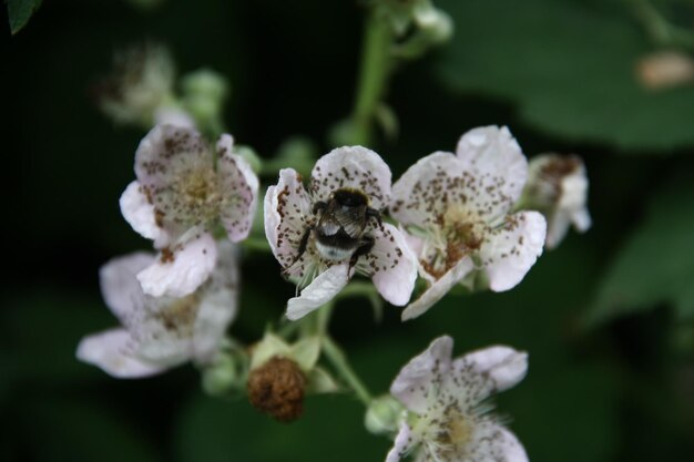 Foto primer plano de una abeja en una planta de flores blancas