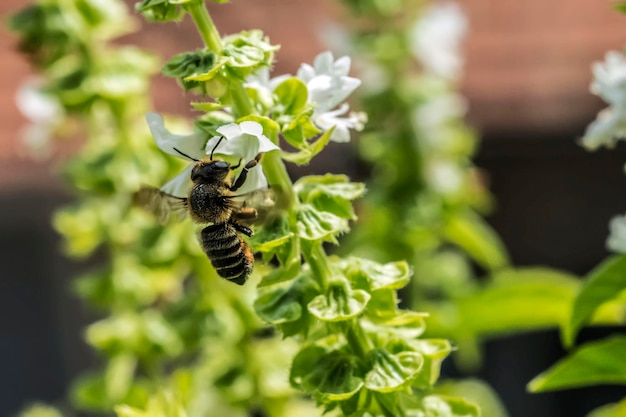 Foto primer plano de una abeja en una planta