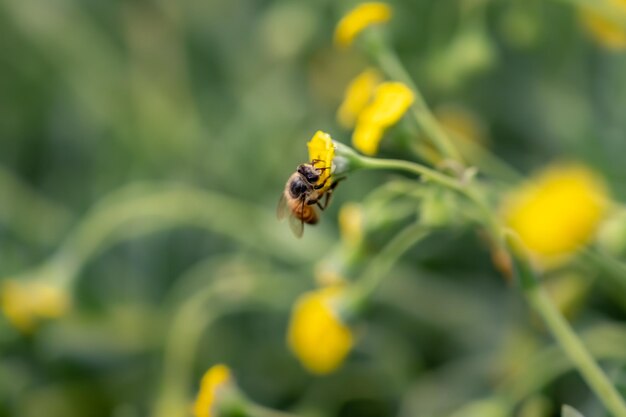 Primer plano de una abeja polinizando una flor amarilla