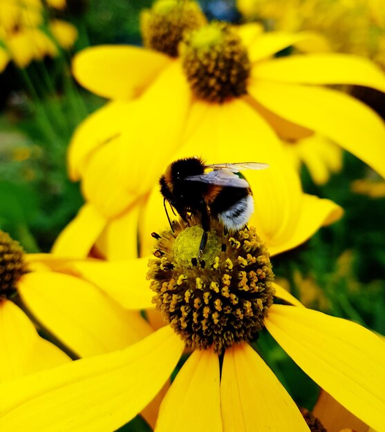 Primer plano de una abeja polinizando una flor amarilla