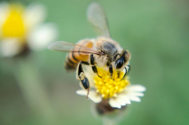 Primer plano de una abeja polinizando una flor en un parque