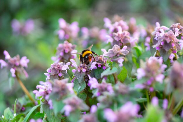 Primer plano de una abeja polinizando una flor púrpura