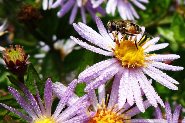 Foto primer plano de una abeja polinizando una flor púrpura