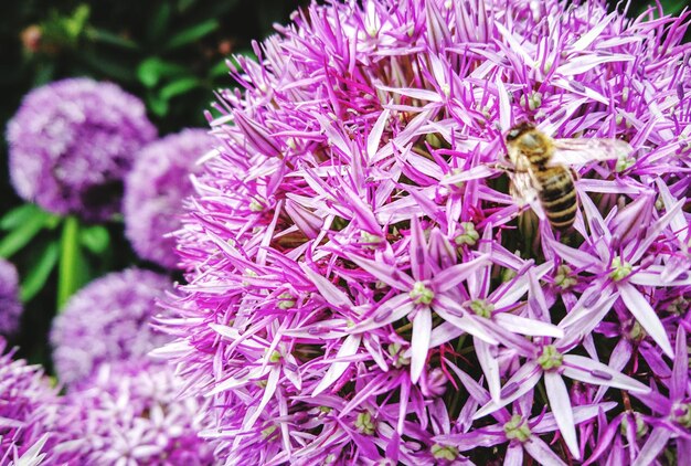 Foto primer plano de una abeja polinizando una flor púrpura