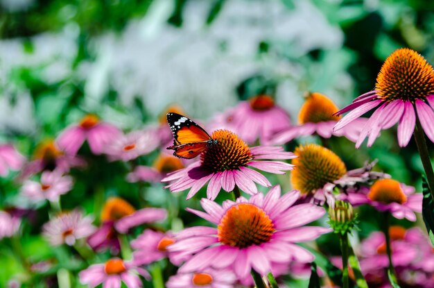 Foto primer plano de una abeja polinizando una flor rosada