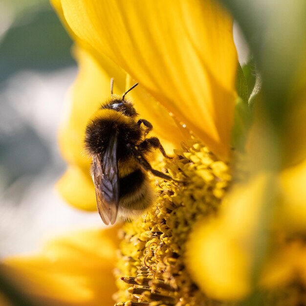 Primer plano de abeja polinizando en flor