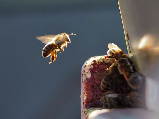 Primer plano de una abeja que regresa a la colmena región de Leningrado Rusia