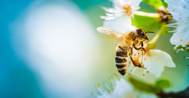 Primer plano de una abeja recolectando néctar y esparciendo polen en las flores blancas del cerezo