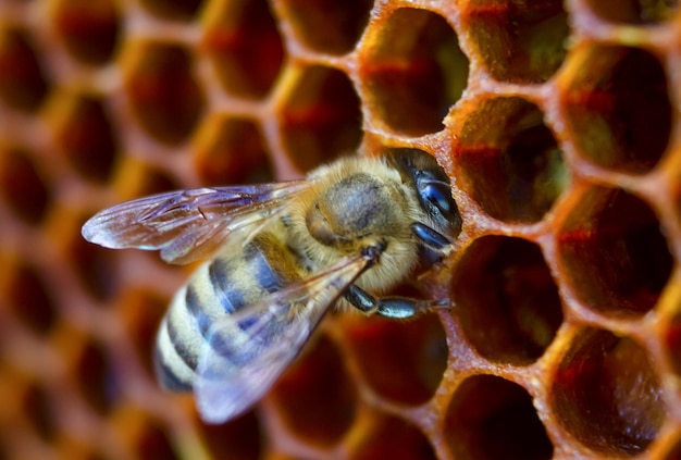 primer plano de una abeja sentada en un panal