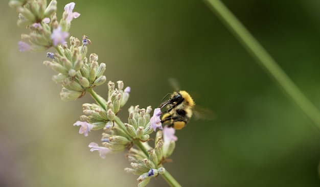 Primer plano de una abeja sentada sobre una flor