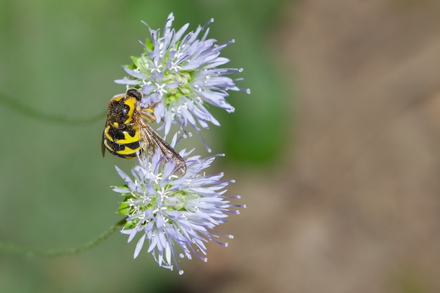 Primer plano de una abeja sobre una flor azul