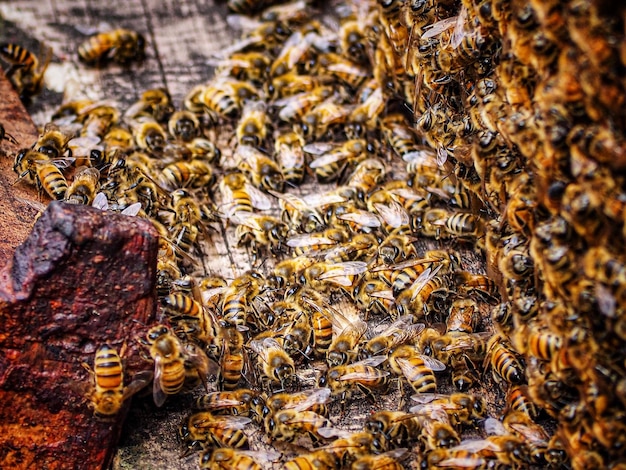 Foto primer plano de una abeja en el suelo