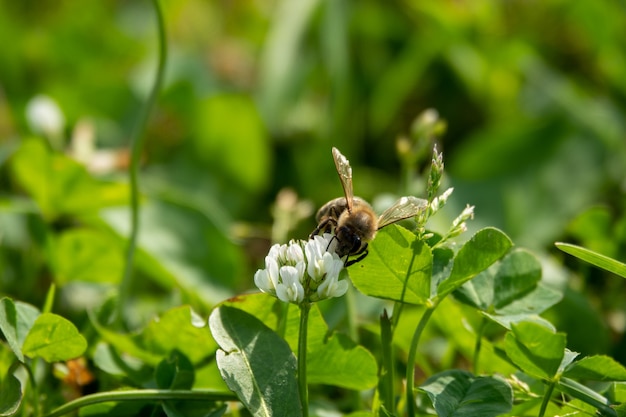 Primer plano de una abeja en el trabajo sobre la flor del trébol blanco recogiendo polen en el jardín