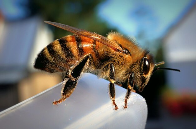 Primer plano de una abeja