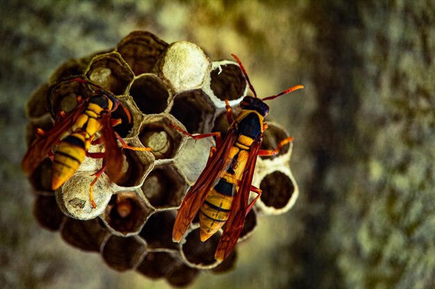 Foto primer plano de una abeja