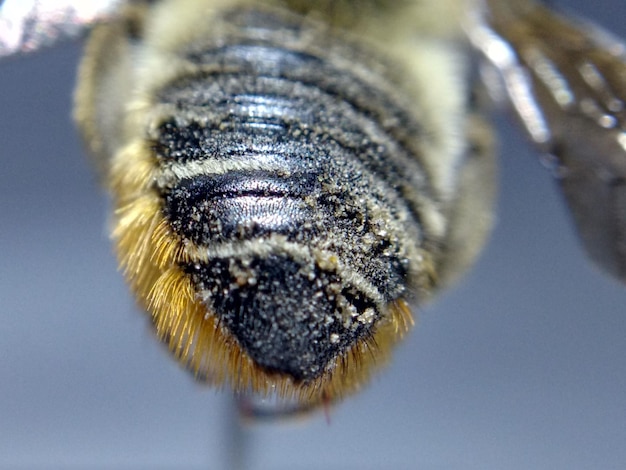 Foto primer plano de una abeja