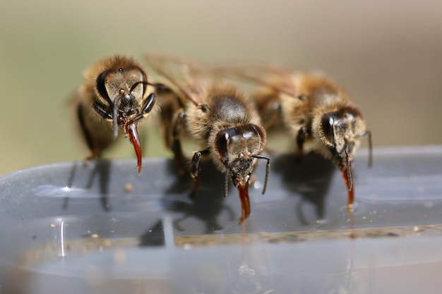 Foto primer plano de una abeja