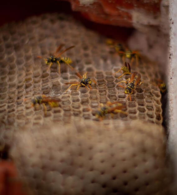 Foto primer plano de una abeja