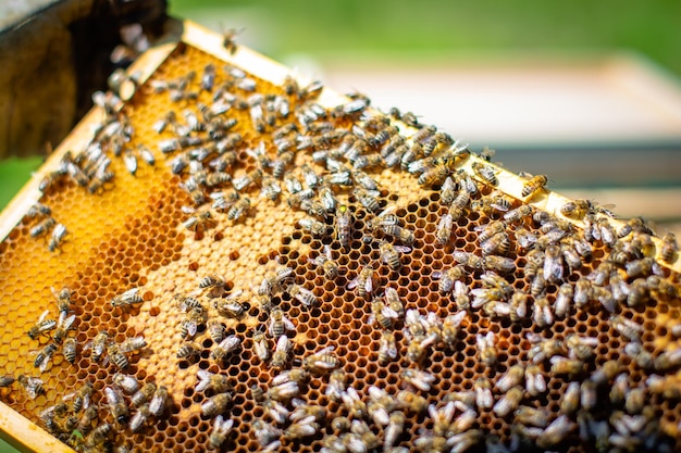 Primer plano de las abejas en una caja de madera