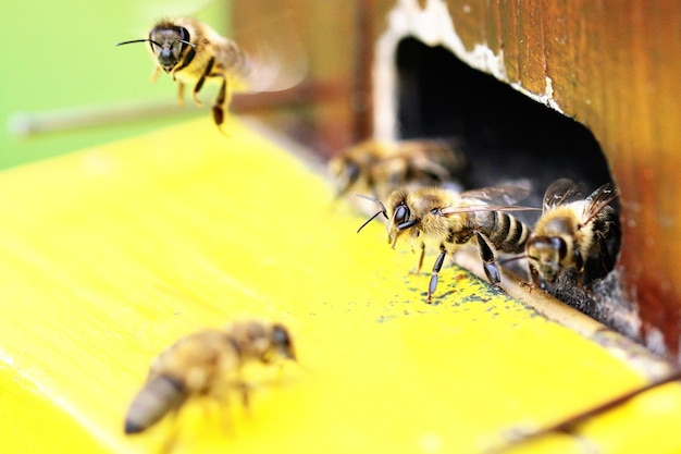 Primer plano de las abejas en la colmena