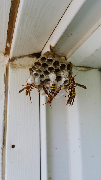 Foto primer plano de las abejas en la colmena