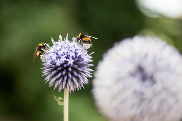 Foto un primer plano de las abejas en una flor de allium