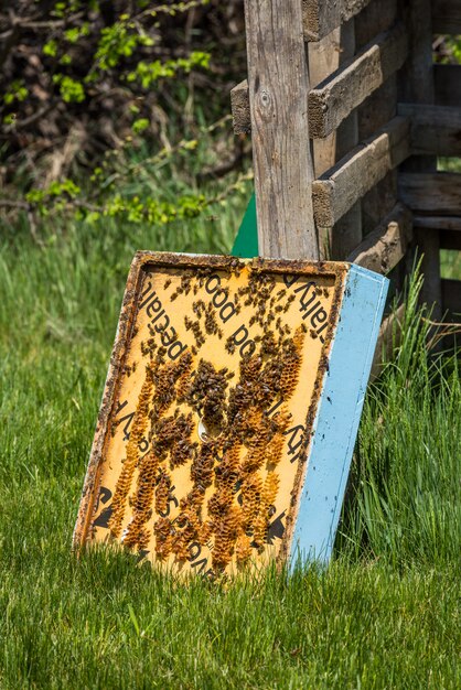 Primer plano de las abejas en el marco de la colmena super