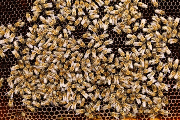 Primer plano de las abejas. Muchas abejas en la colmena.