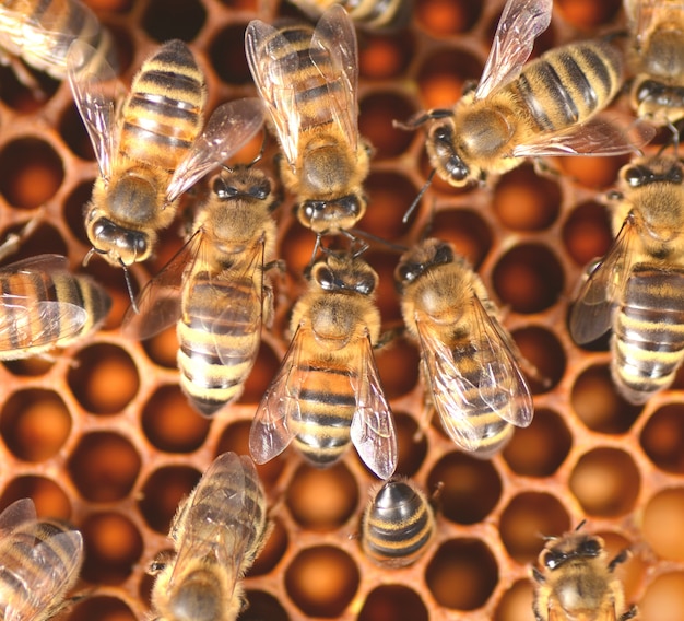 Primer plano de las abejas en el panal en colmena