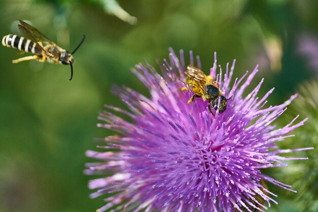 Primer plano de las abejas polinizando una flor púrpura