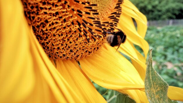 Foto primer plano de las abejas polinizando el girasol
