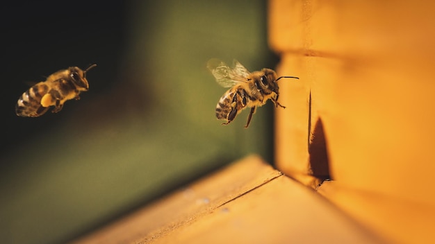 Primer plano de las abejas volando sobre la madera