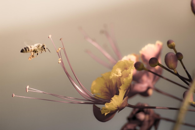 Foto primer plano de las abejas zumbando por las flores