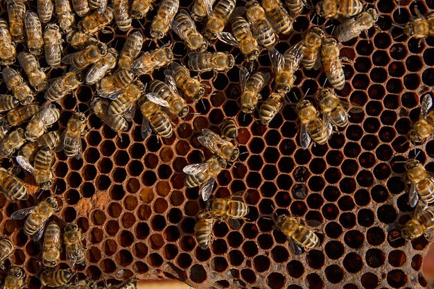 Primer plano de las abejas