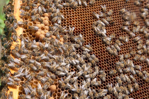 Foto primer plano de las abejas