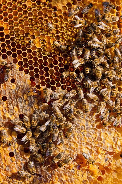 Foto primer plano de las abejas