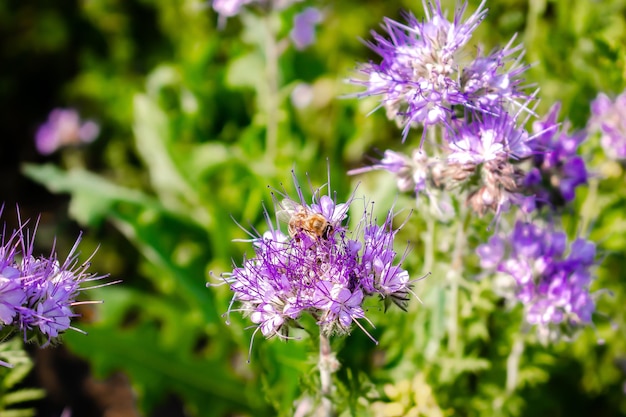 Primer plano de abejorro de abeja pequeña en planta de flor de flor púrpura en campo de pradera macro naturaleza banner en verano en primavera de abeja con fondo de postal de vida silvestre de espacio de copia