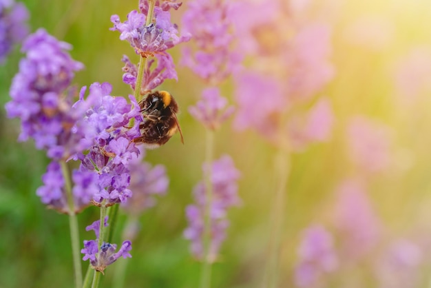 Primer plano de abejorro en flor de lavanda en un día soleado de verano