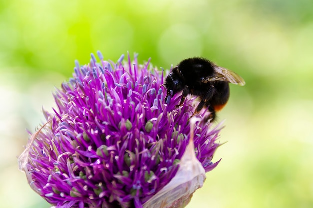 Primer plano de un abejorro en flor morada en un día de verano