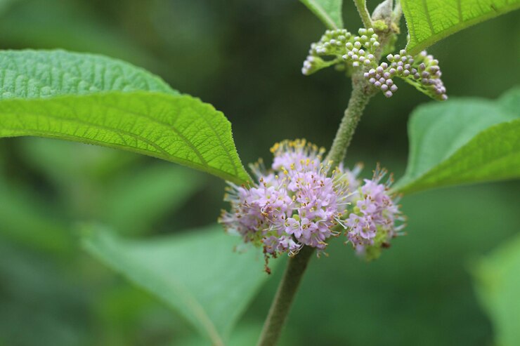 Foto primer plano de un abejorro en una flor púrpura
