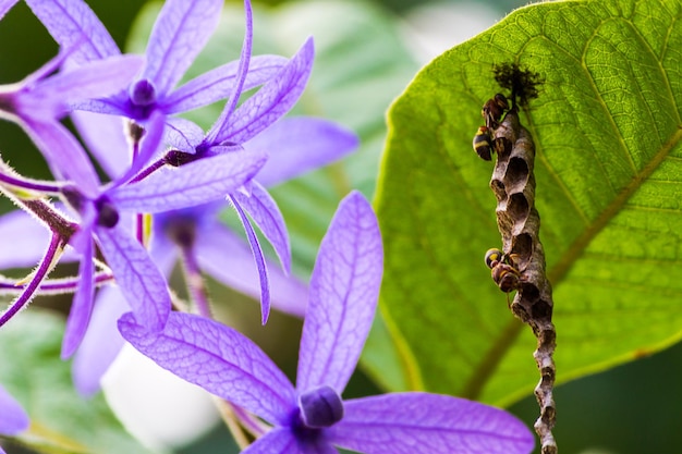 Primer plano de un abejorro en una flor púrpura