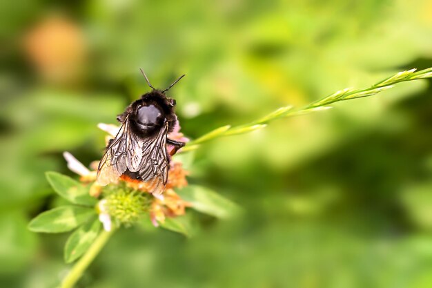 Primer plano de un abejorro en una flor de trébol en la naturaleza contra un fondo borroso