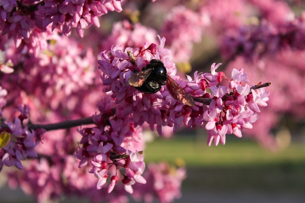 primer plano de abejorro polinizando el árbol de flor rosa, fondo borroso