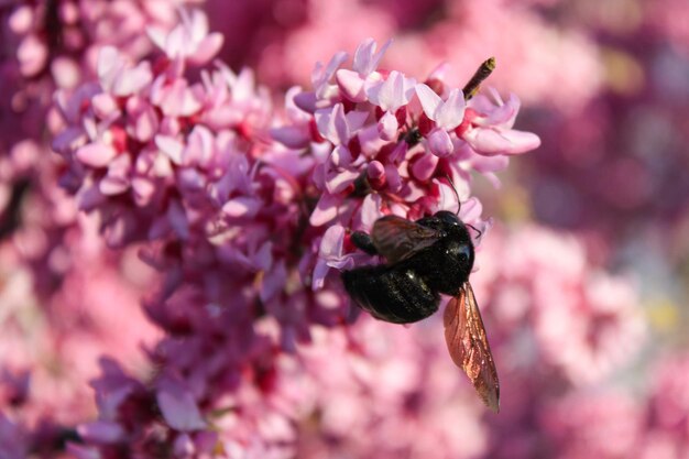 primer plano de abejorro polinizando el árbol de flor rosa, fondo borroso