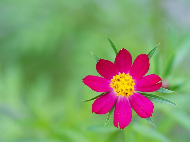 Foto primer plano de un abejorro rojo en una flor rosada que florece al aire libre