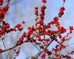 Foto un primer plano del acebo de prado ilex decidua