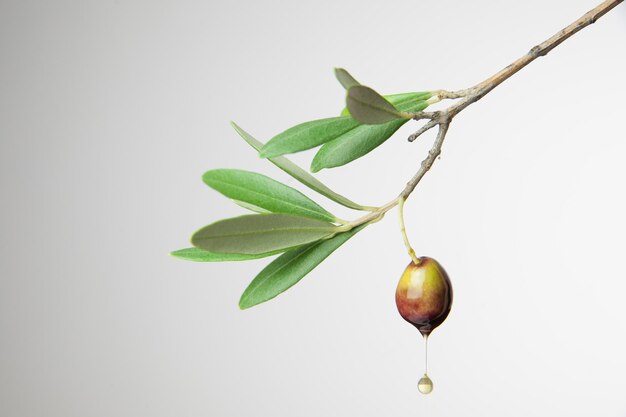 Foto primer plano del aceite de oliva que cae del árbol contra un fondo blanco