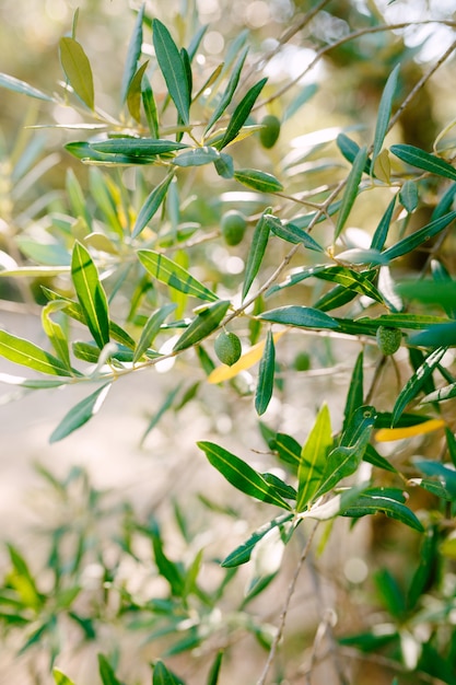 Un primer plano de la aceituna verde en las ramas del árbol entre el follaje